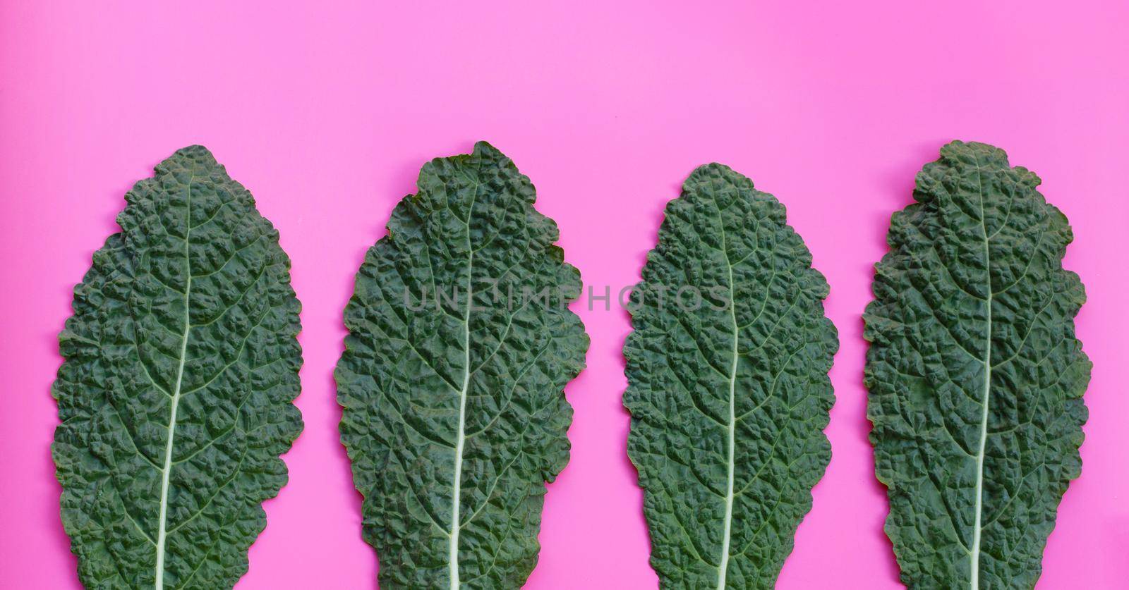 Fresh organic green kale leaves on pink background.