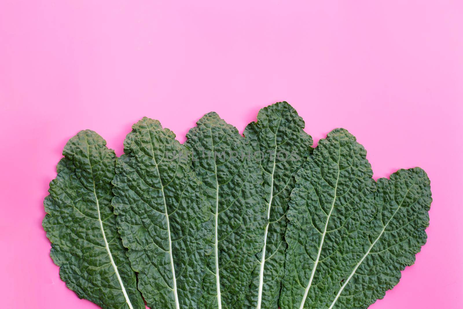 Fresh organic green kale leaves on pink background.
