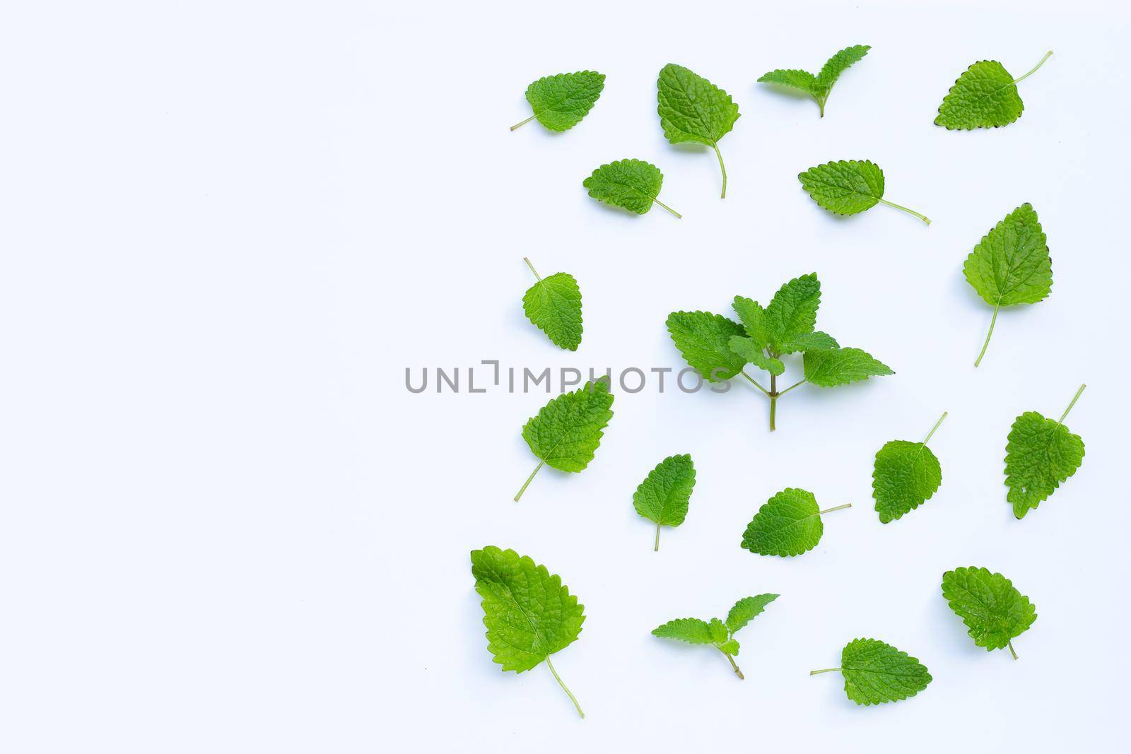 Melissa lemon balm fresh leaves on white background.