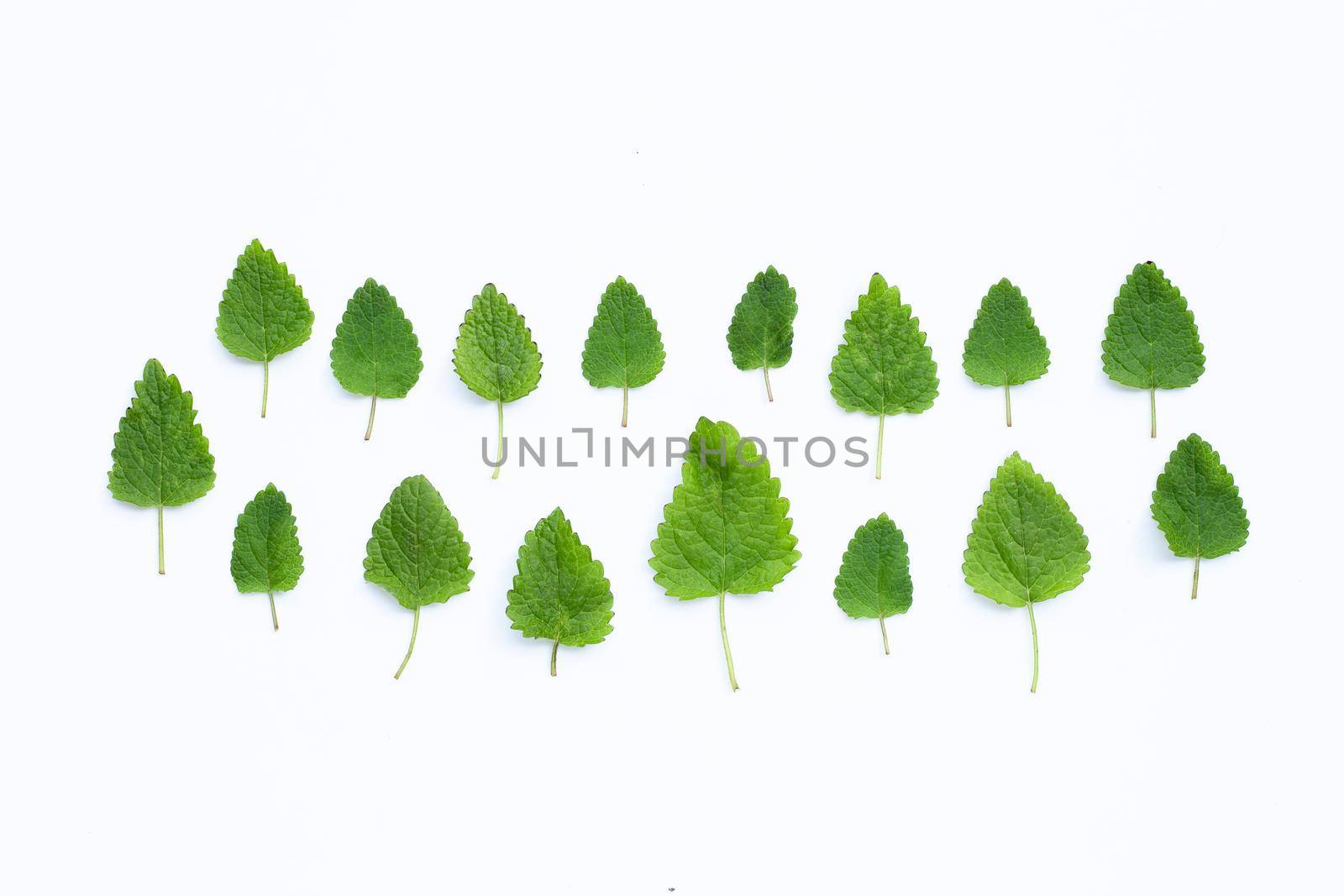 Melissa lemon balm fresh leaves on white background.