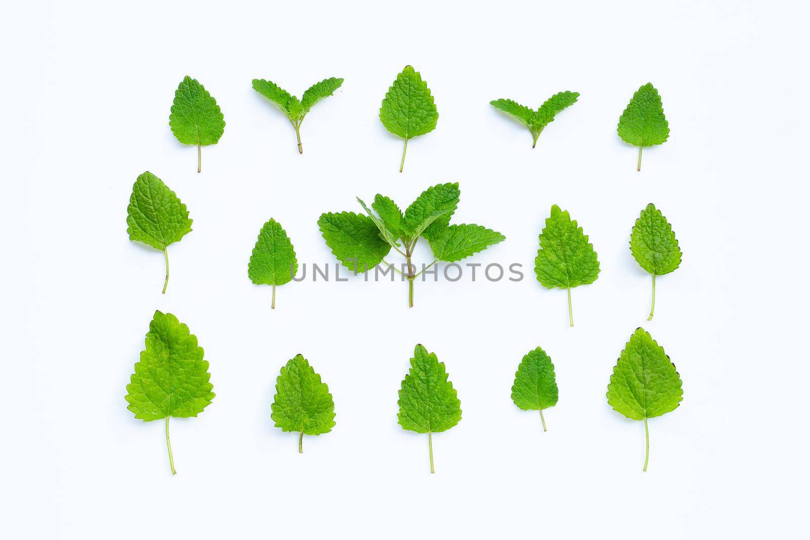 Melissa lemon balm fresh leaves on white background.