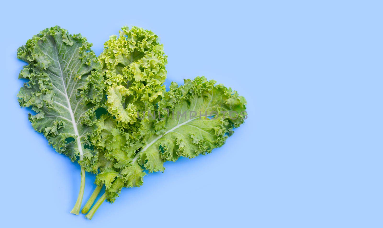 Fresh kale leaves salad vegetable on blue background.