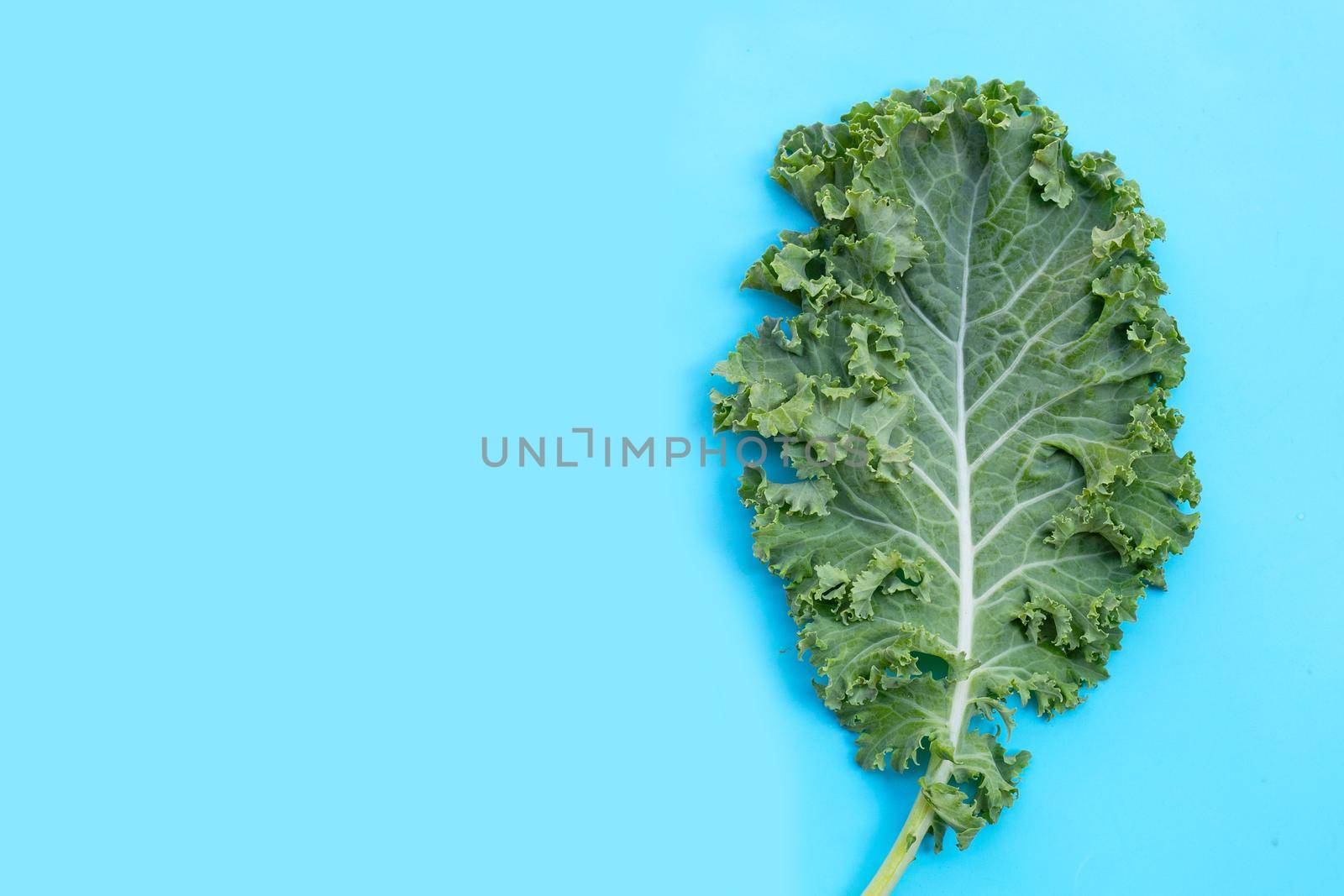 Fresh kale leaves salad vegetable on blue background.
