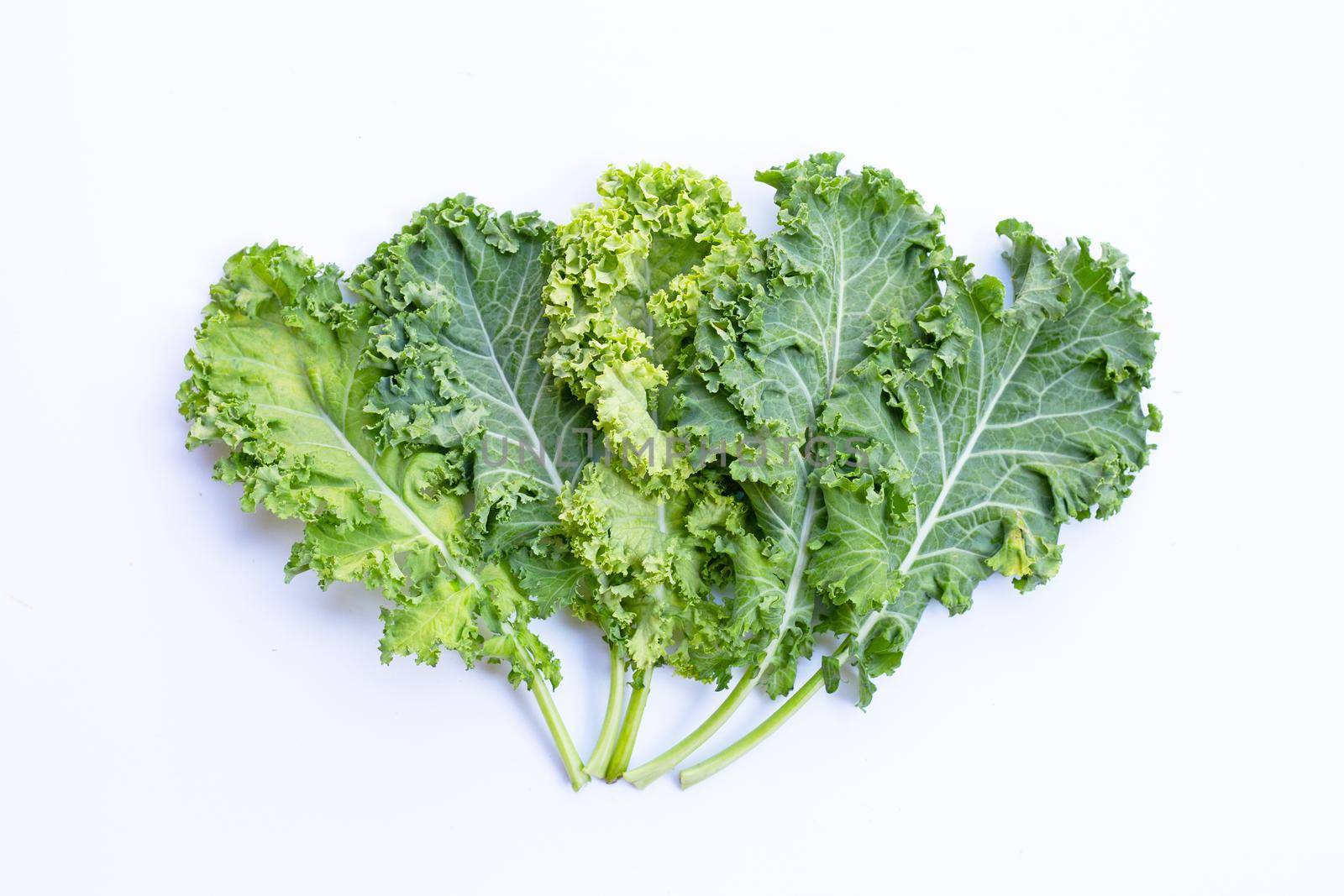 Fresh kale leaves salad vegetable on white background.