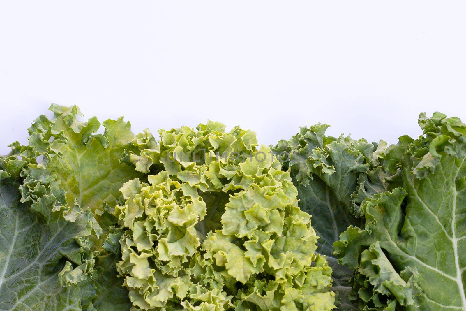 Fresh kale leaves salad vegetable on white background.