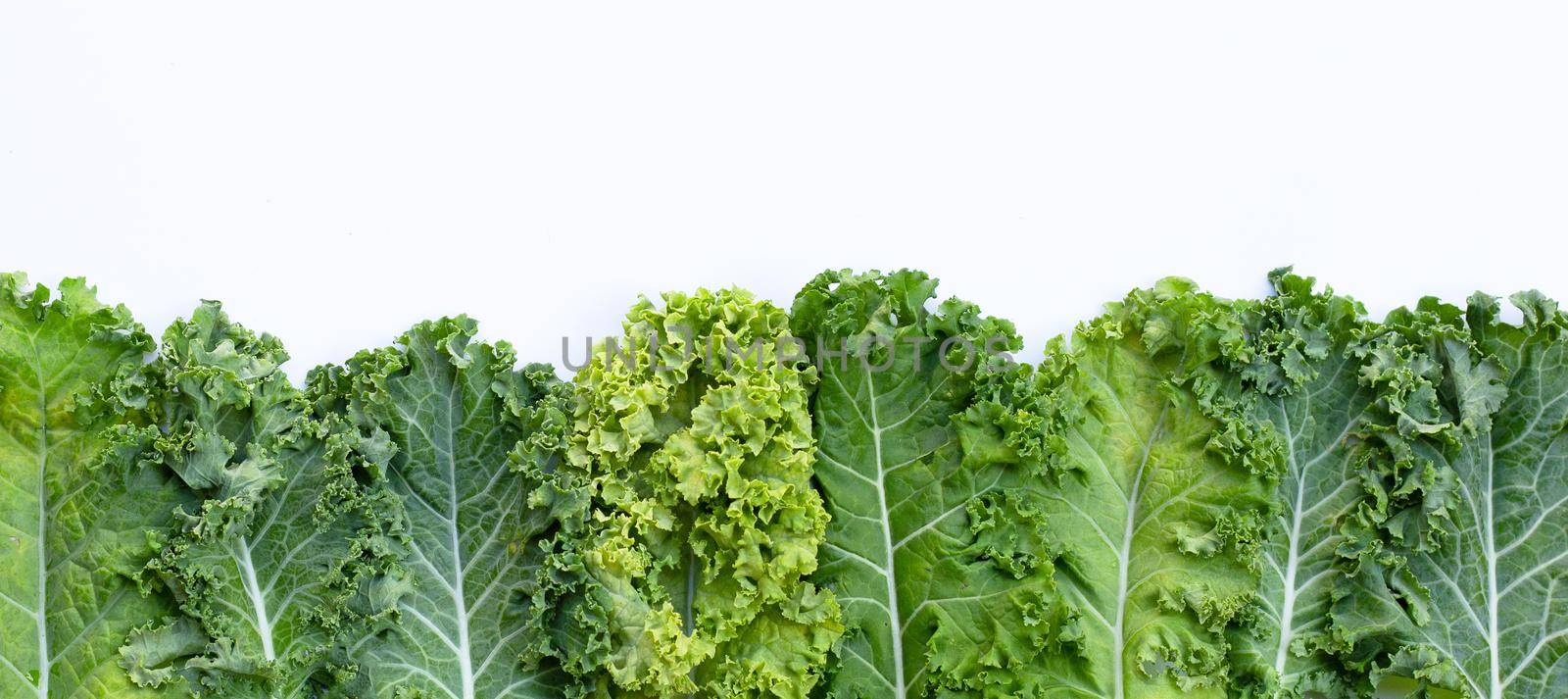 Fresh kale leaves salad vegetable on white background.