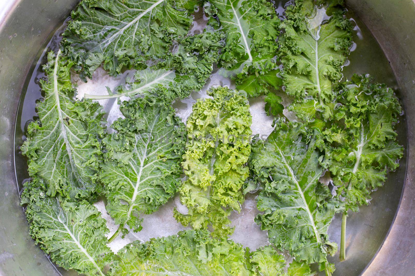 Fresh kale leaves soaked in a white bowl of water. Washing vegetables concept