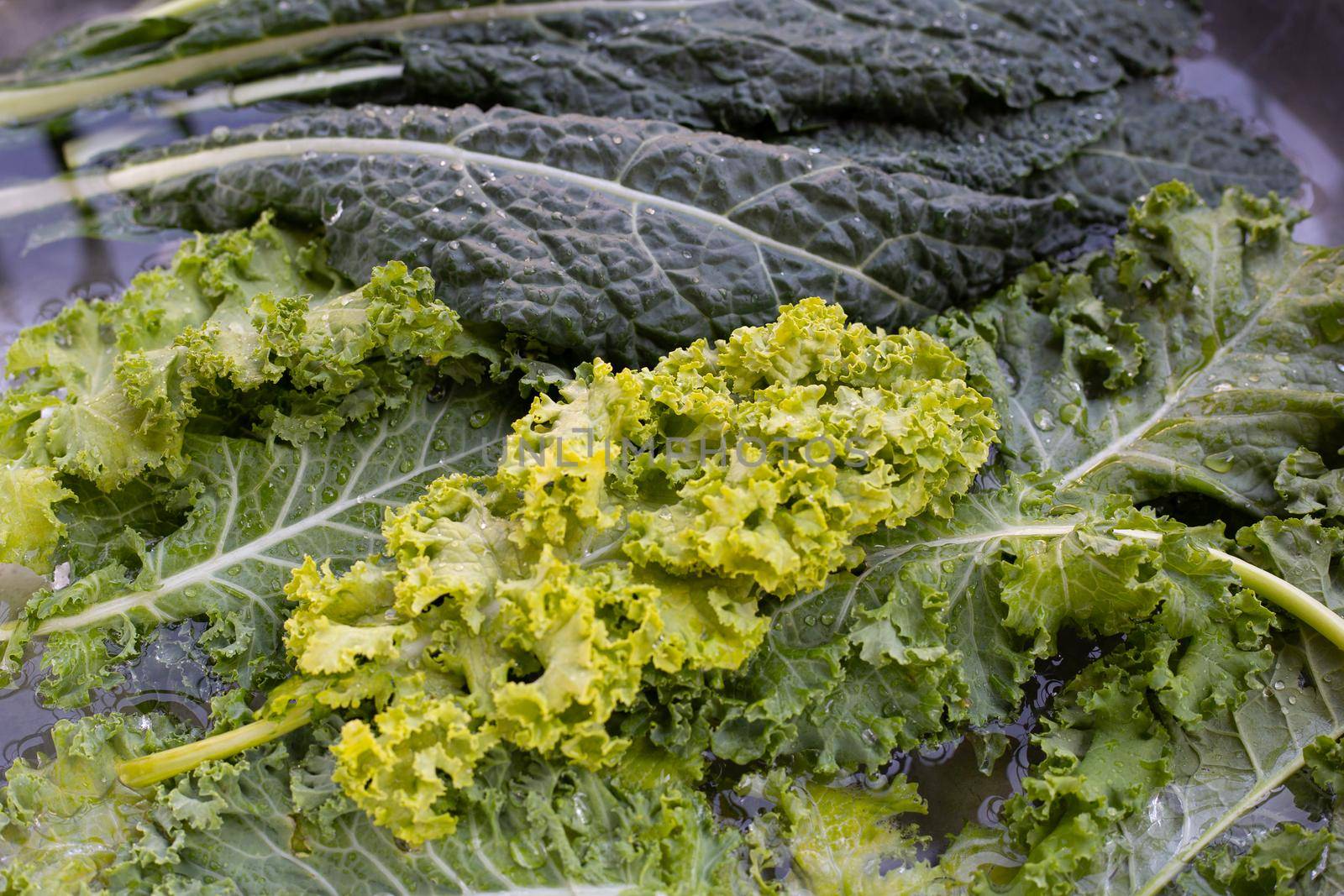 Fresh kale leaves soaked in a white bowl of water