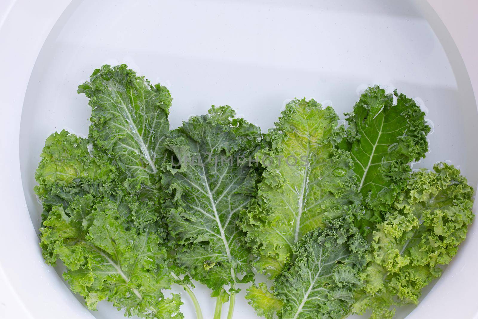 Fresh kale leaves soaked in a white bowl of water