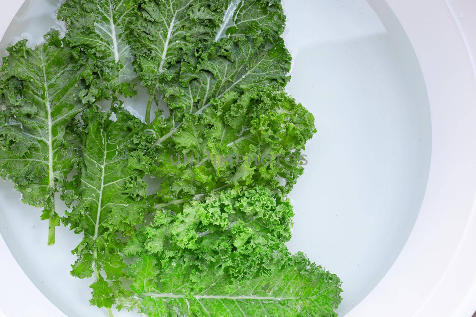 Fresh kale leaves soaked in a white bowl of water. Washing vegetables concept