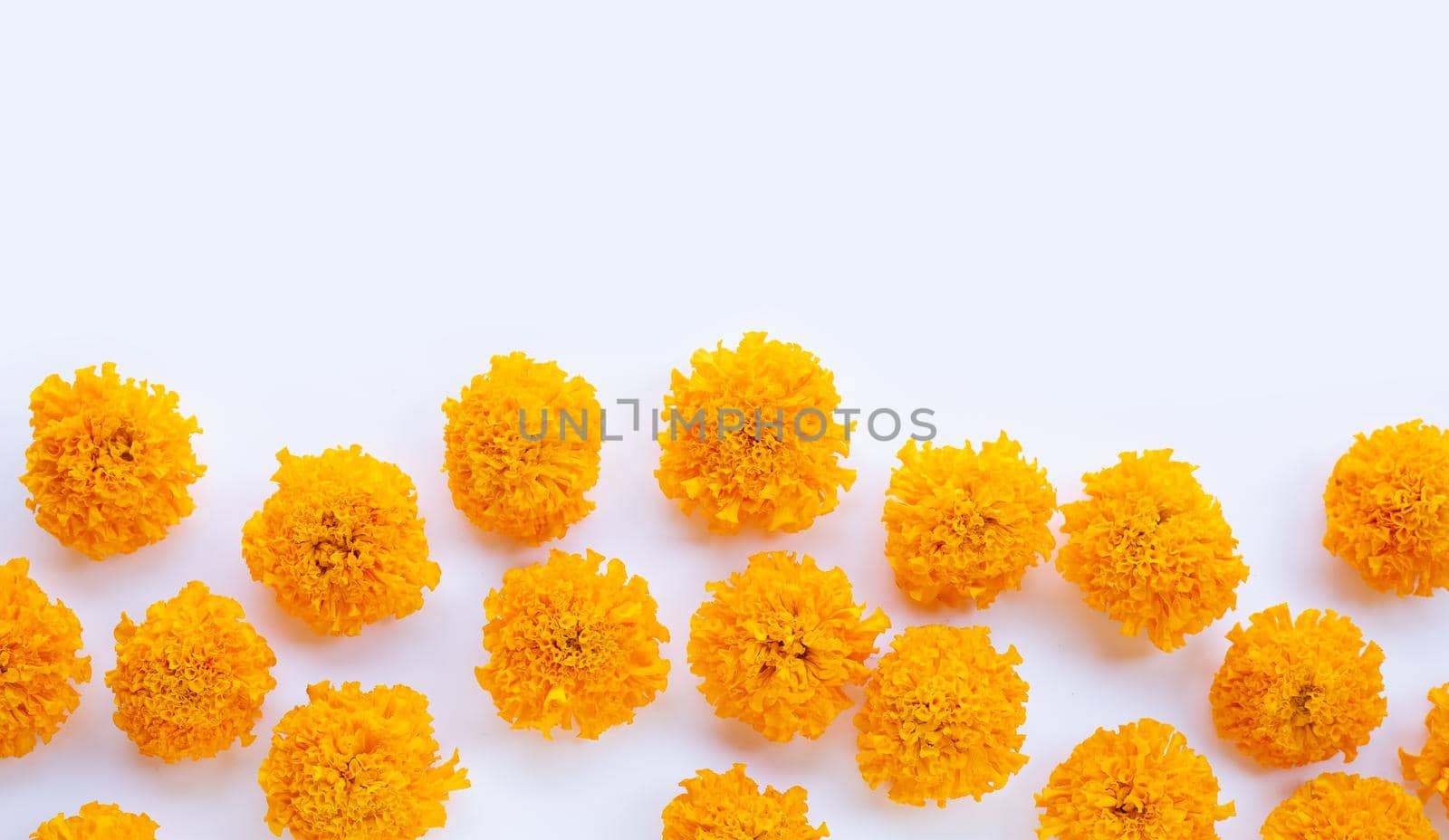 Marigold flower petals on white background.