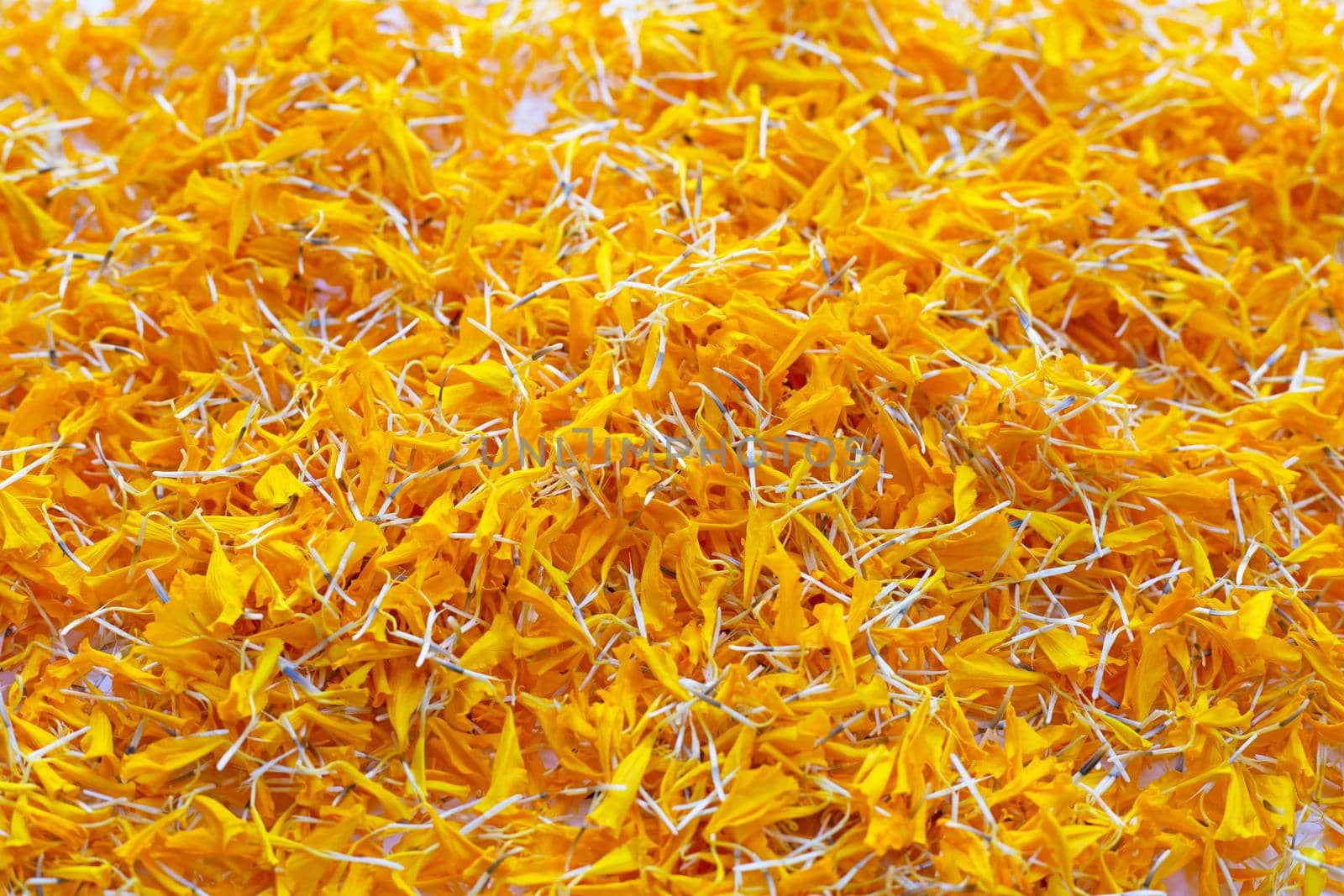 Marigold flower petals on white background.