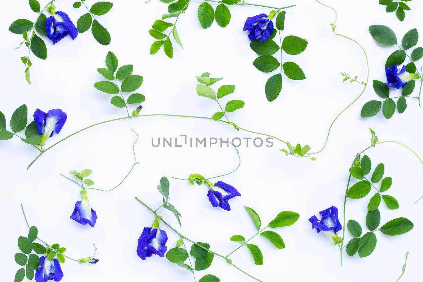 Butterfly pea flower or blue pea with leaves on white background. Copy space