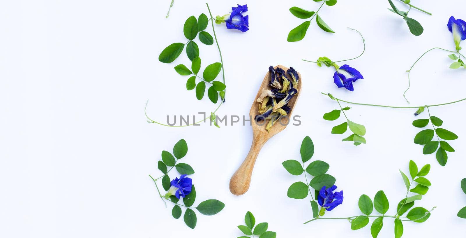 Dry butterfly pea with fresh flower on white background. Copy space