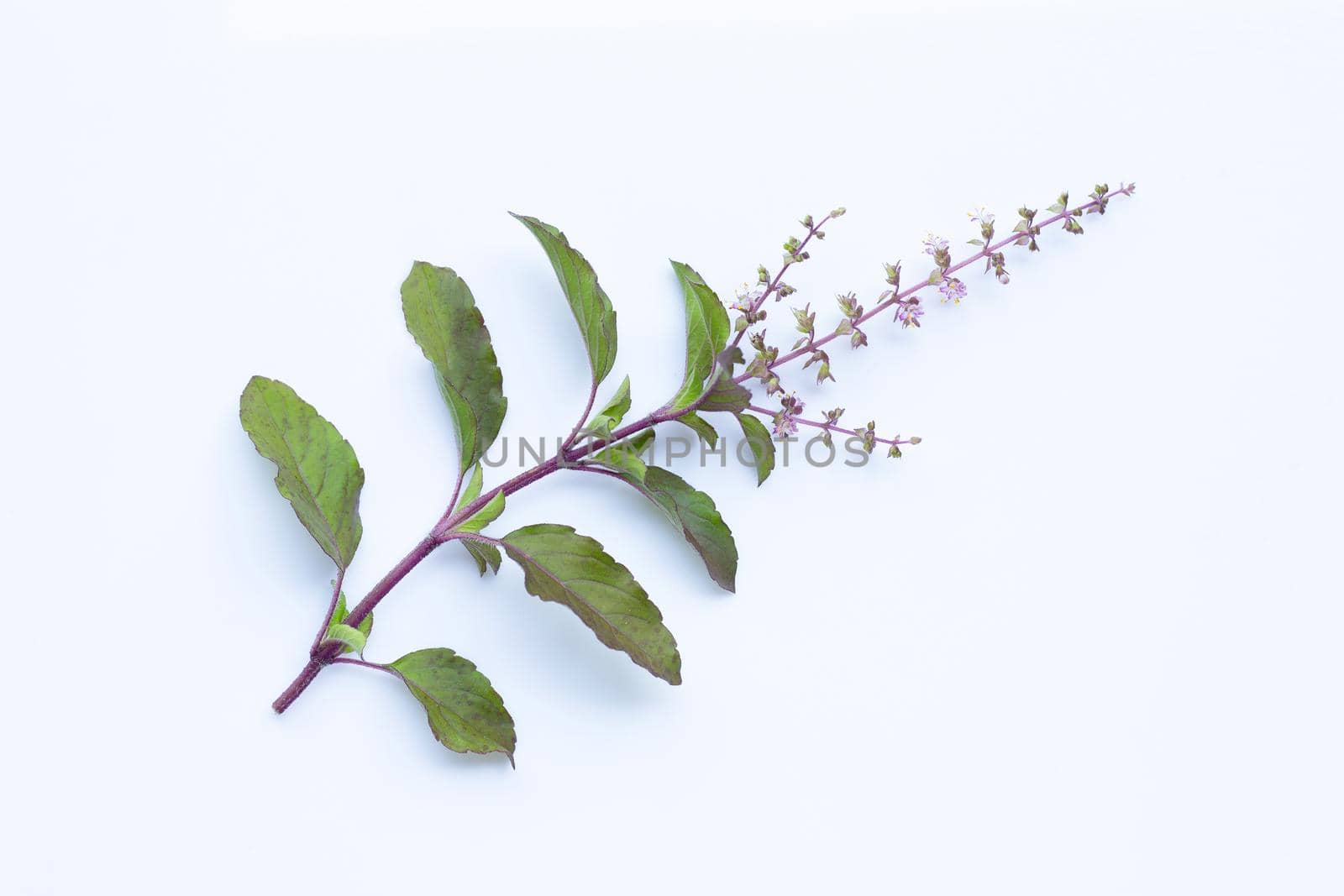 Holy basil leaves with flower on white background.