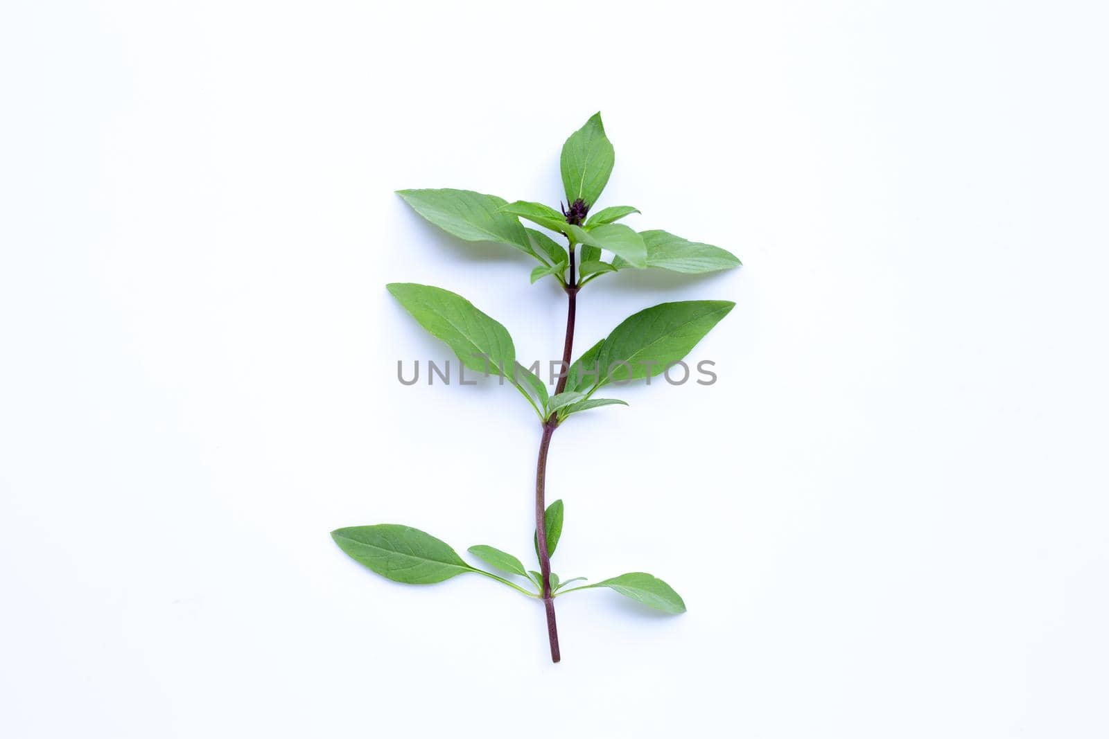 Sweet basil leaves with flower on white background.
