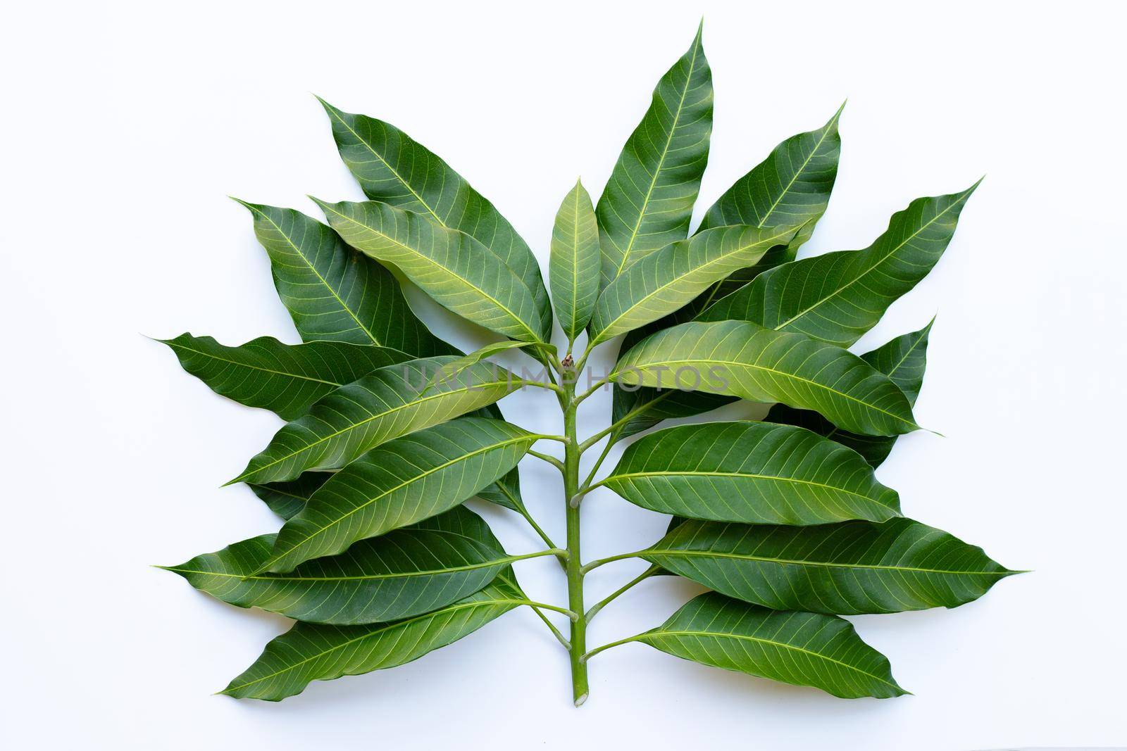 Top view of mango leaves on white background.
