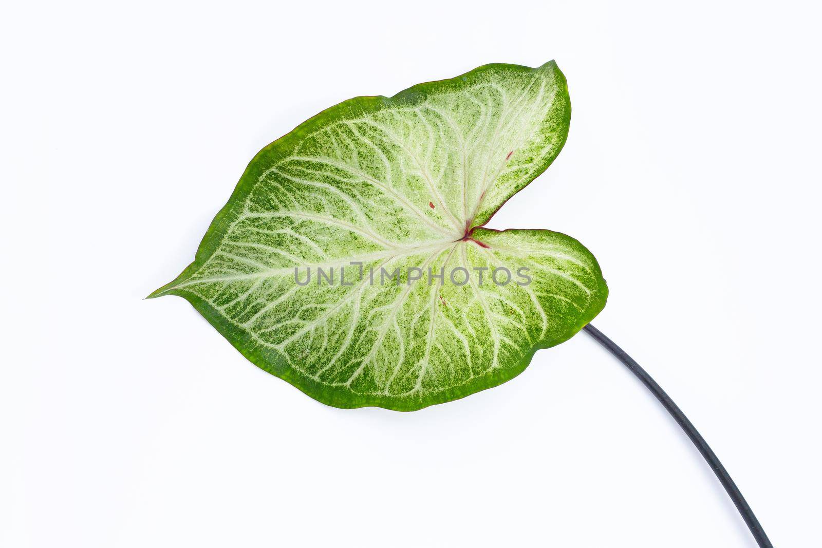 Caladium leaf on white background. Top view