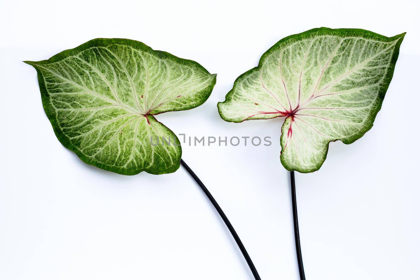 Caladium leaves on white background. Top view