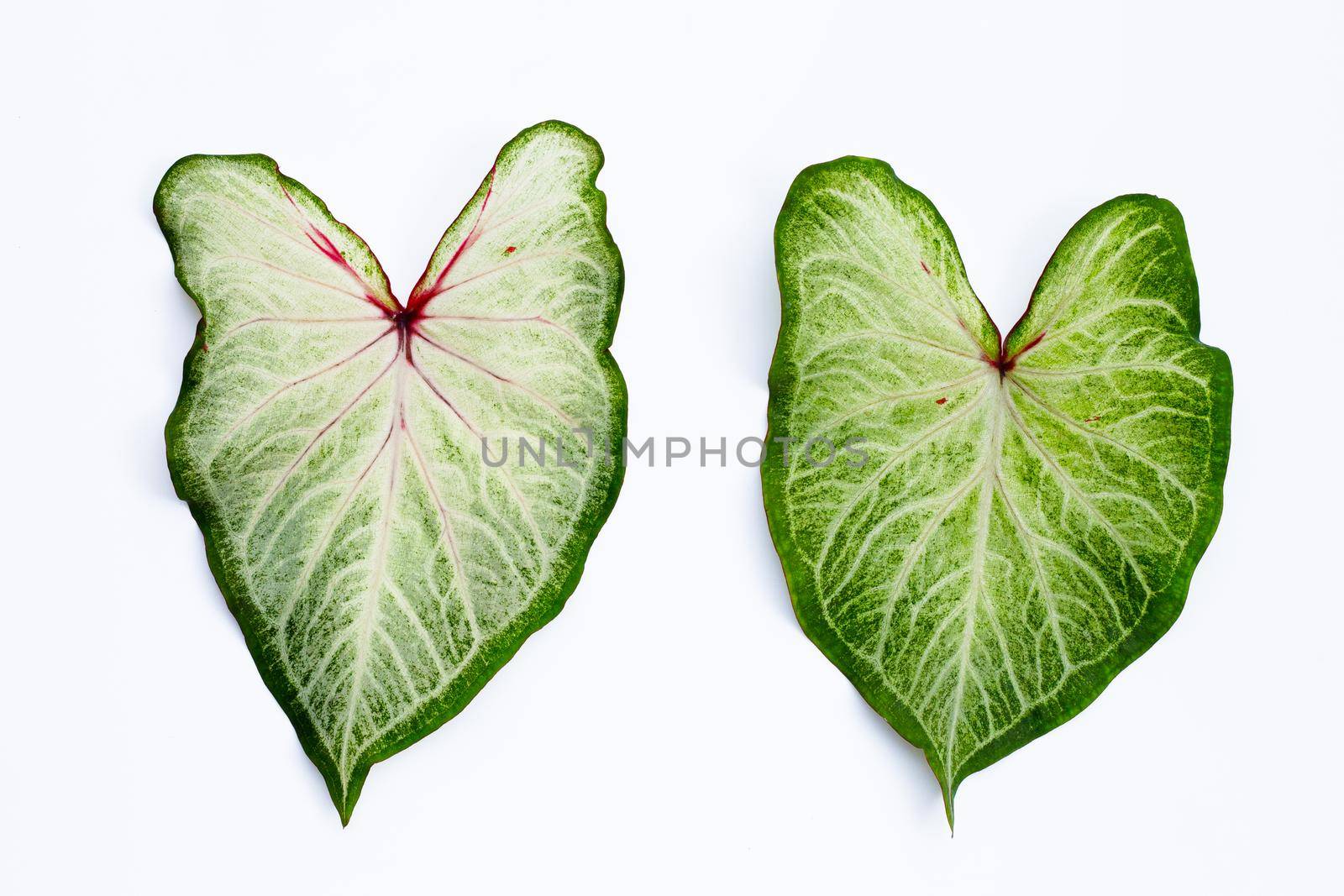 Caladium leaves on white background. Top view