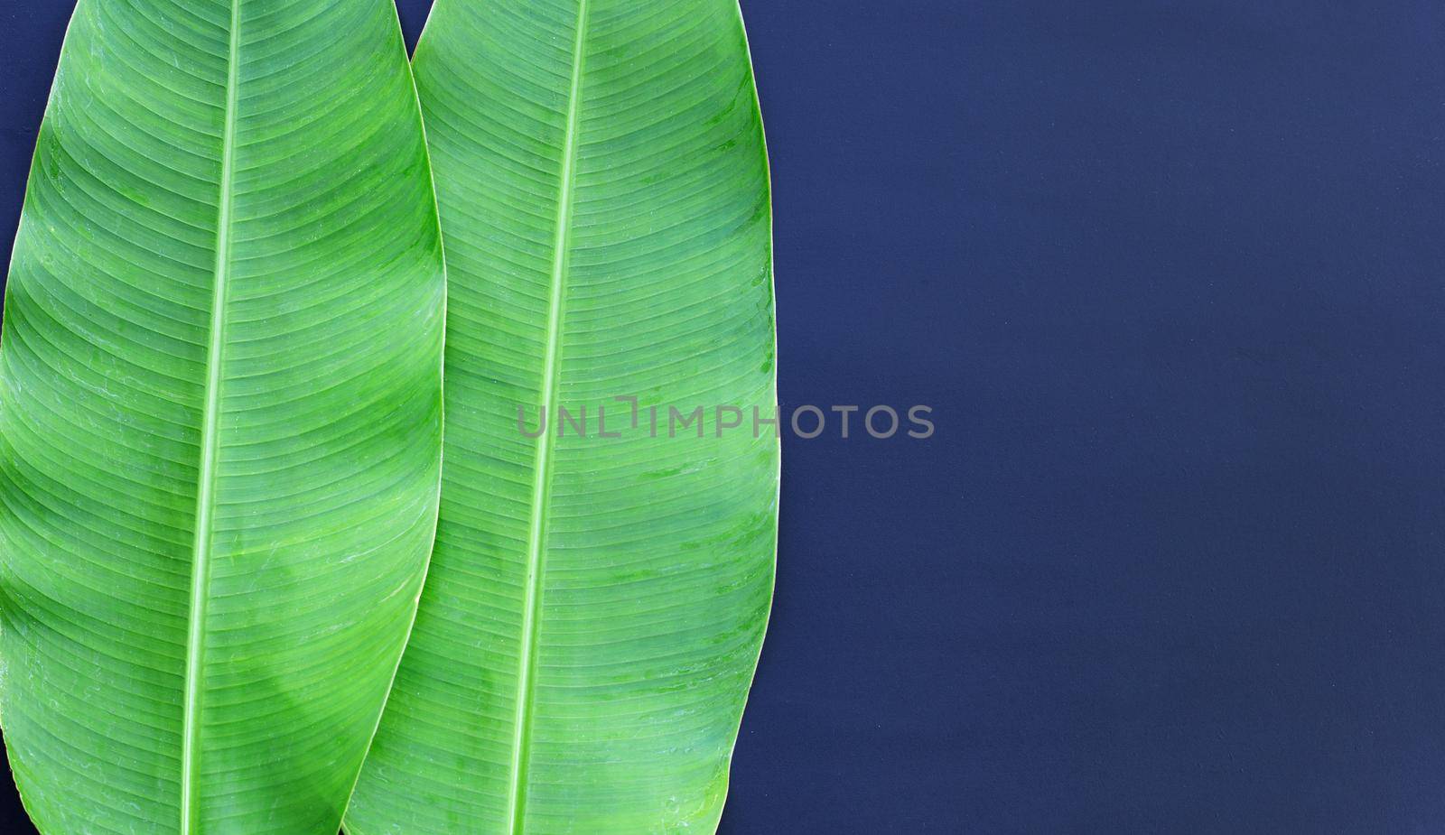 Banana leaves on dark background.  by Bowonpat