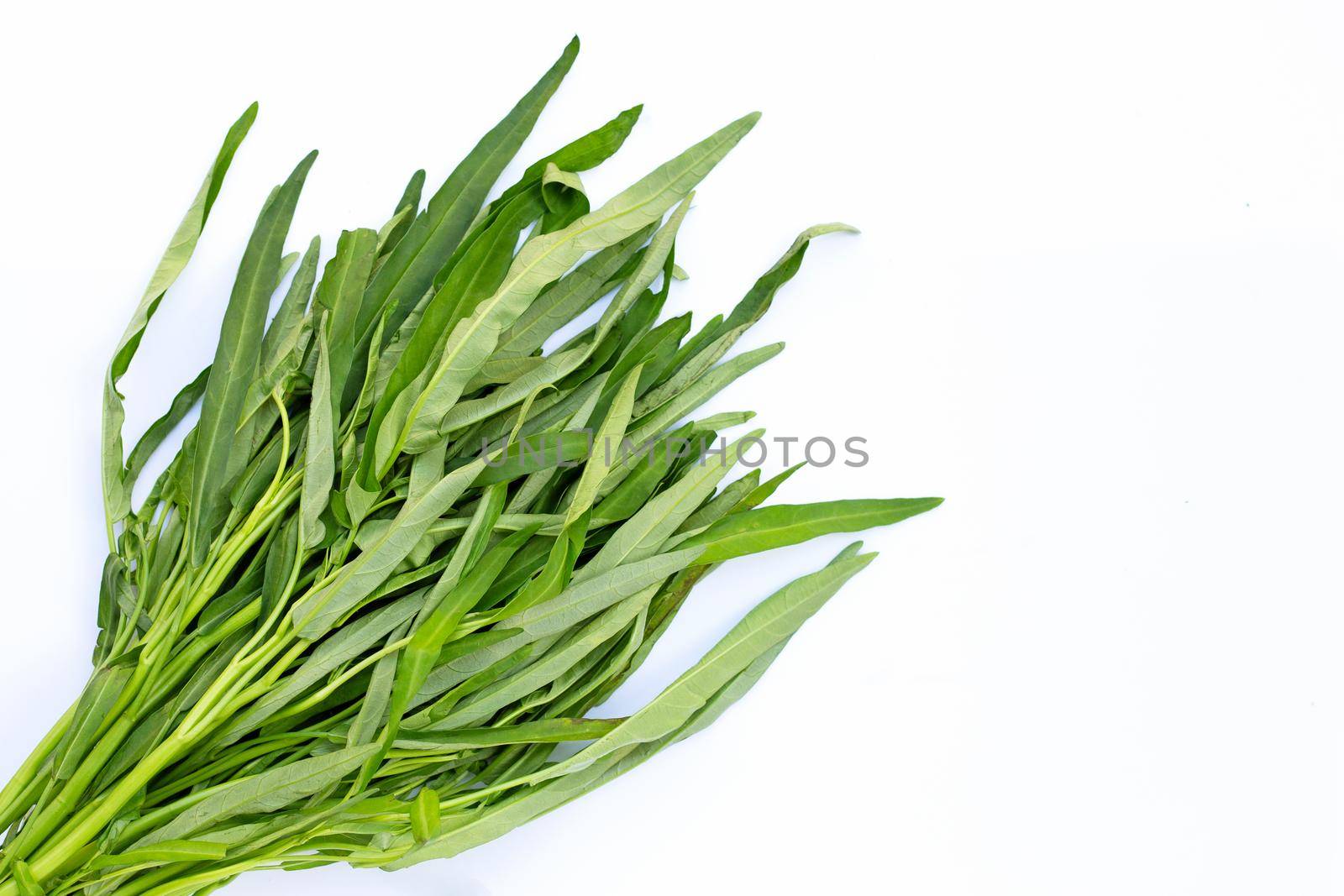 Morning Glory on white background