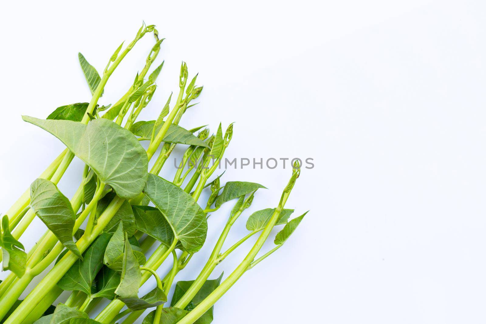 Morning glory on white background.