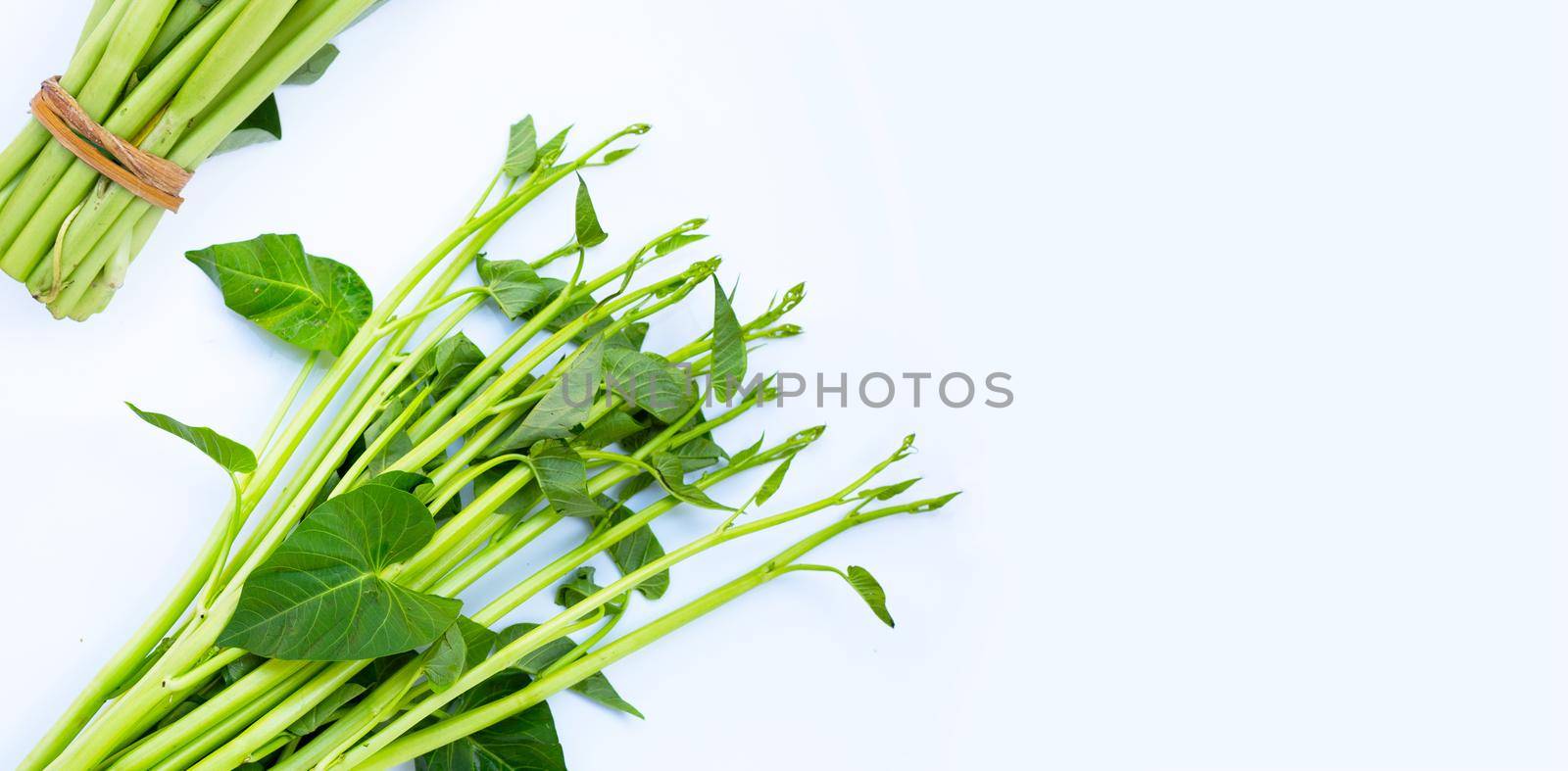 Morning glory on white background.