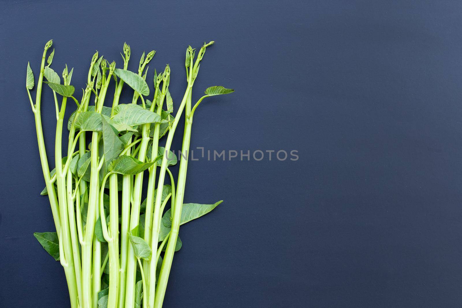 Morning glory on dark background. by Bowonpat