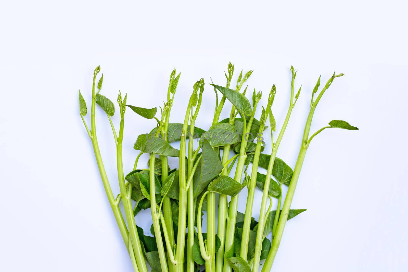 Morning glory on white background.