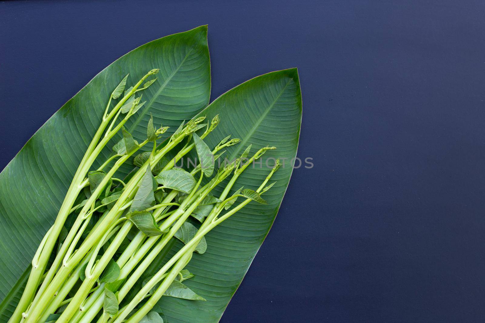 Morning glory on dark background. by Bowonpat