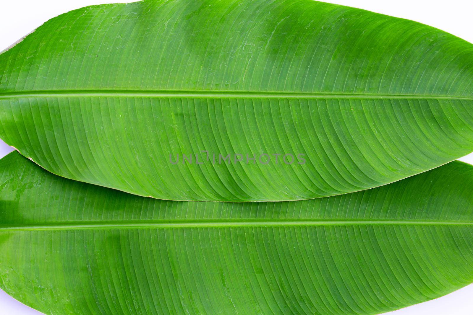 Banana leaves on white background. by Bowonpat