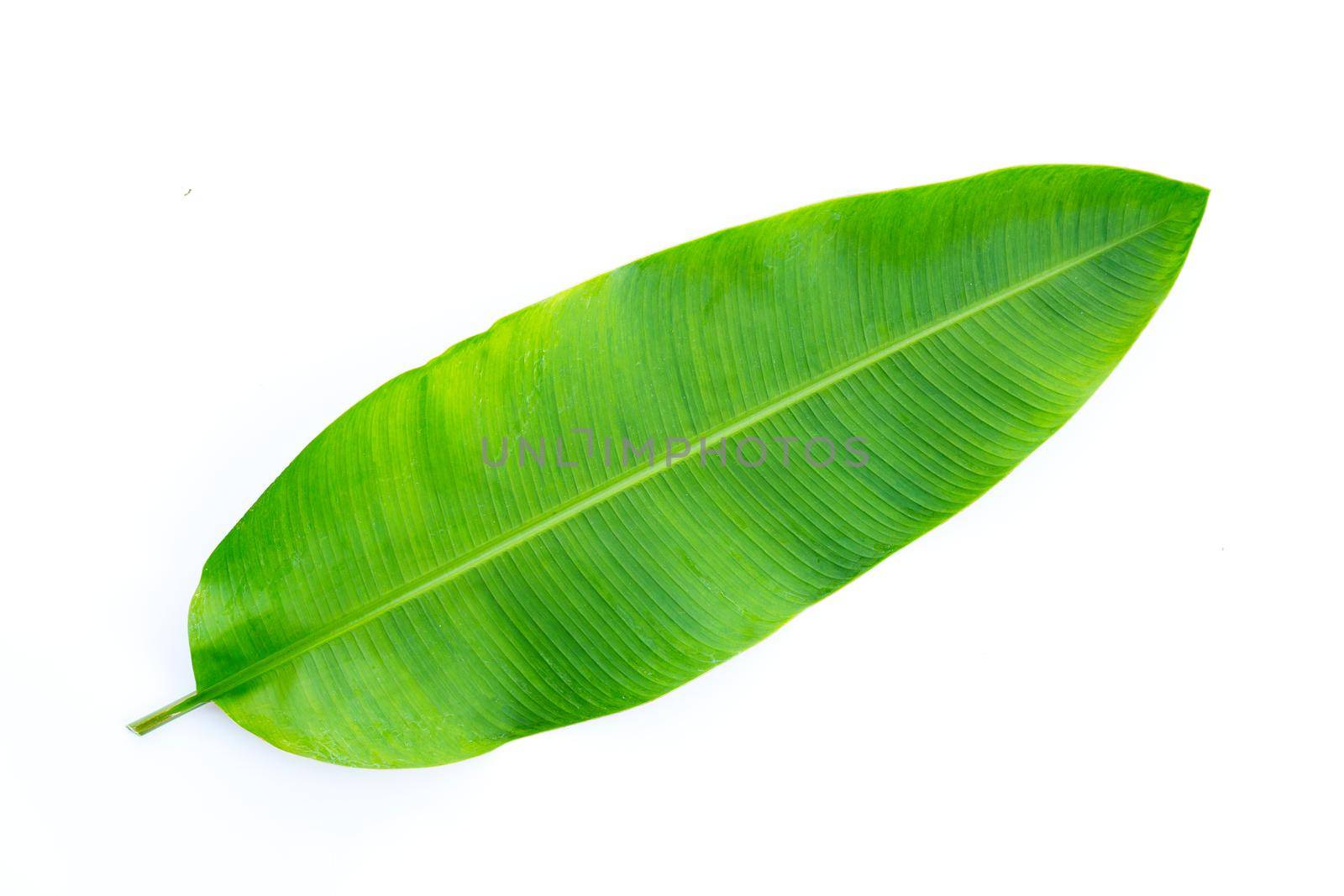 Heliconia leaves on white background. Copy space by Bowonpat