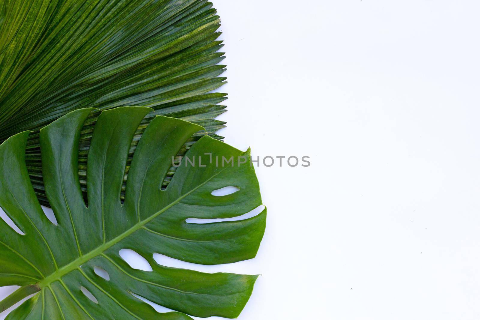 Monstera plant leaves with palm leaves on white background. Top view by Bowonpat