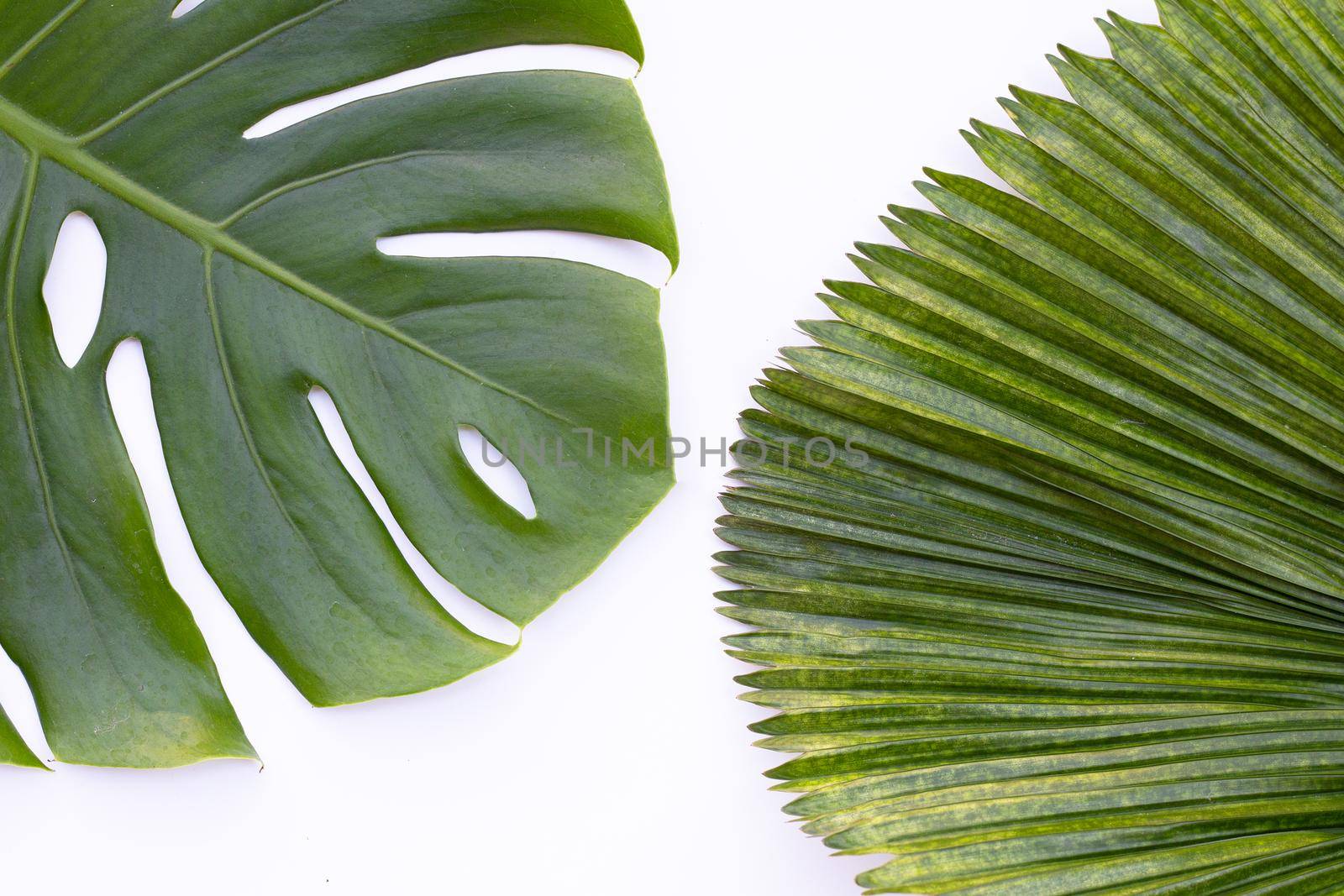 Monstera plant leaves with palm leaves on white background. Top view