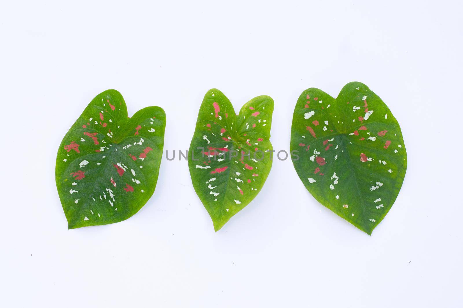 Caladium leaves on white background.