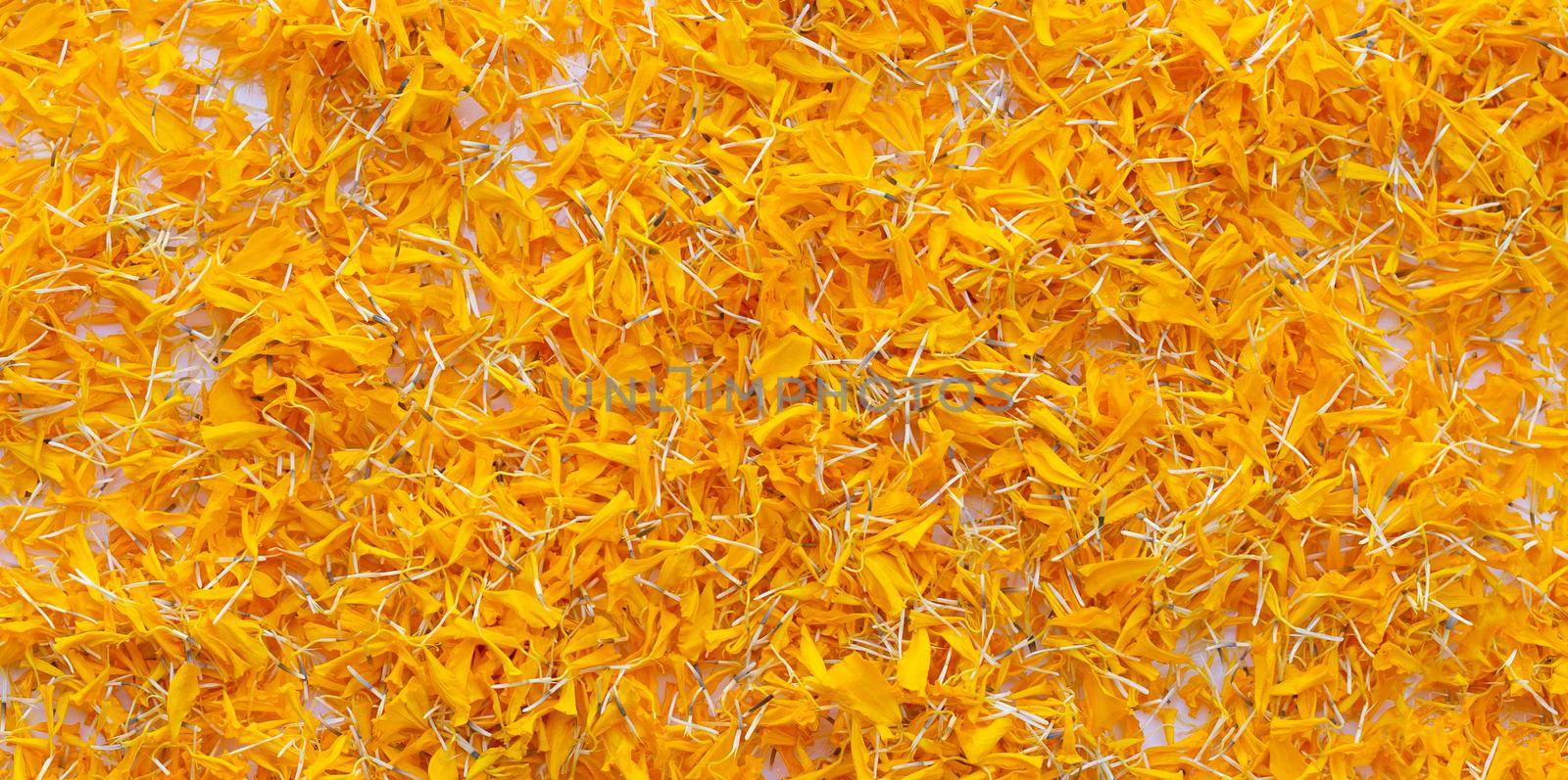 Petals of marigold flower on white background.