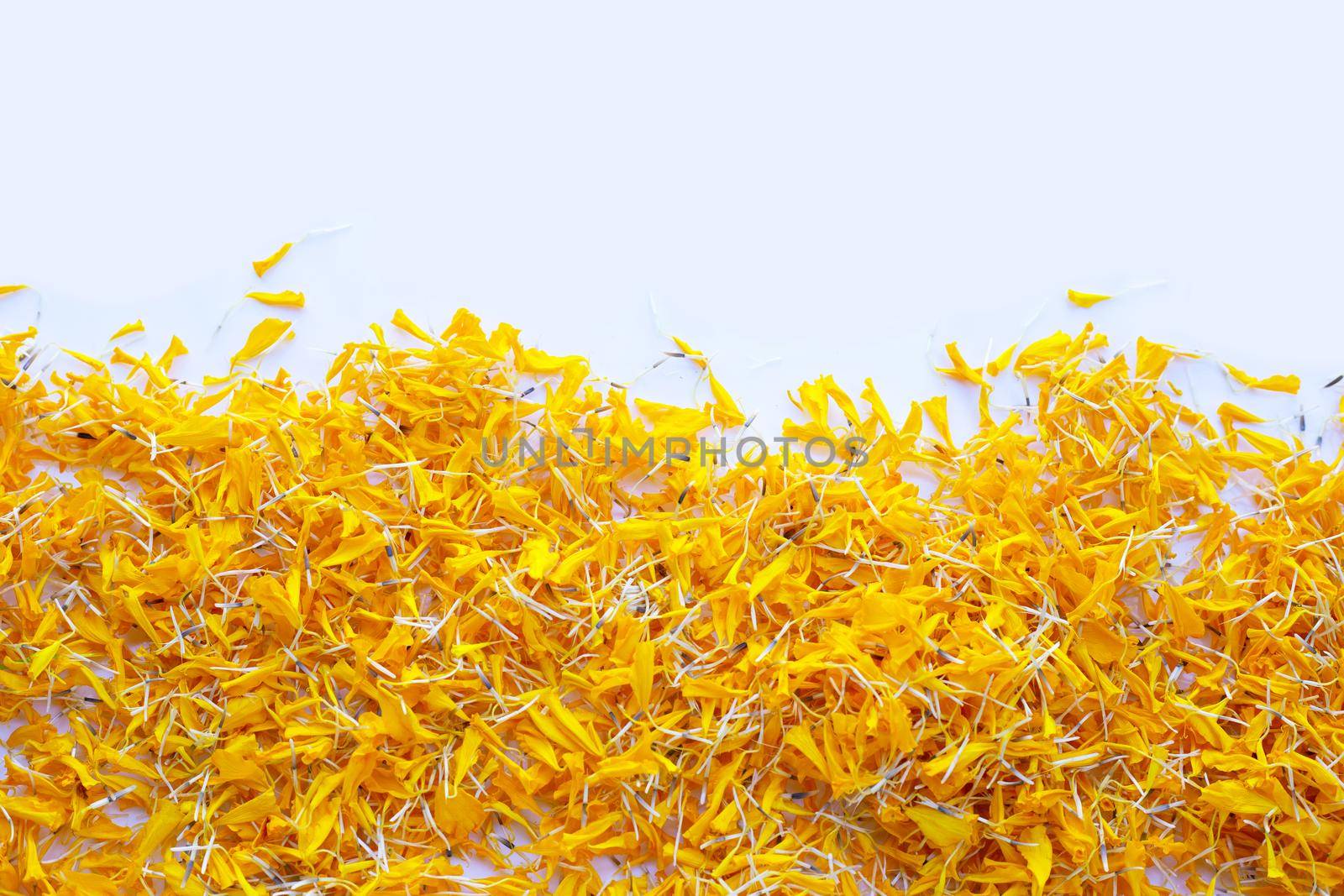 Petals of marigold flower on white background. by Bowonpat