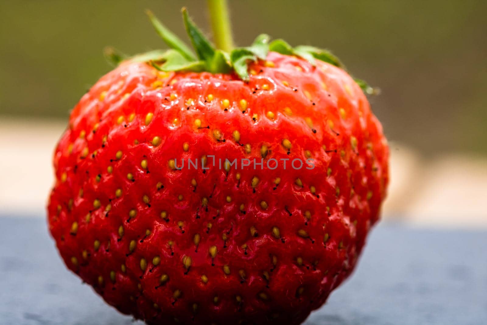 Close up of fresh strawberry showing seeds achenes. Details of a fresh ripe red strawberry.