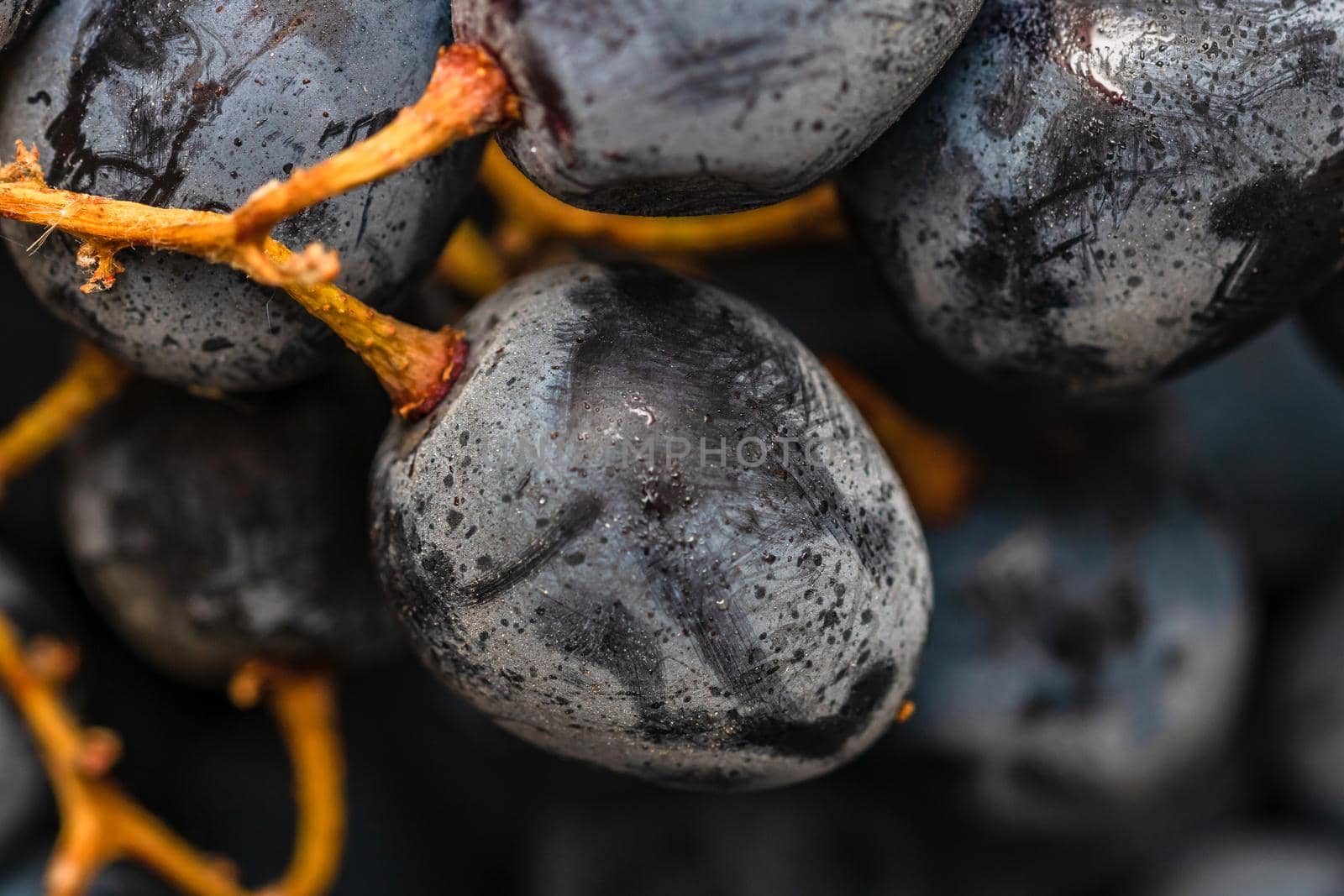 Close up of ripe grapes, background of grapes.