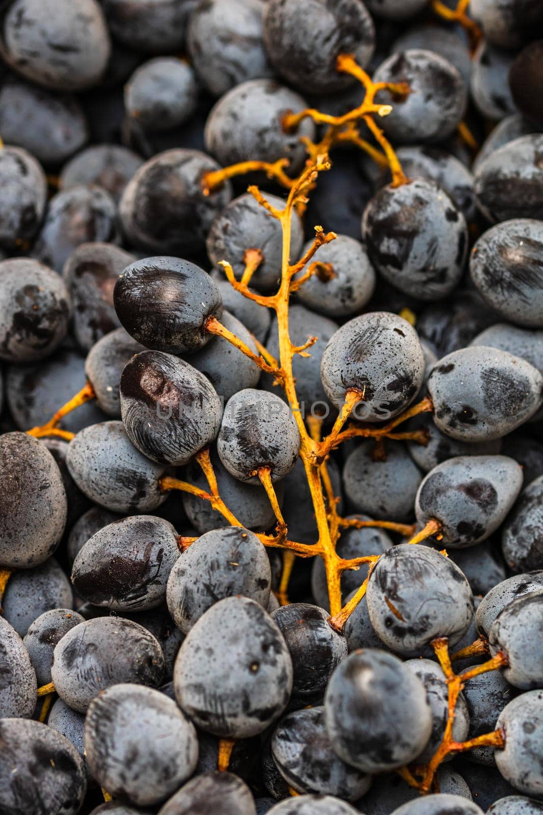 Close up of ripe grapes, background of grapes.