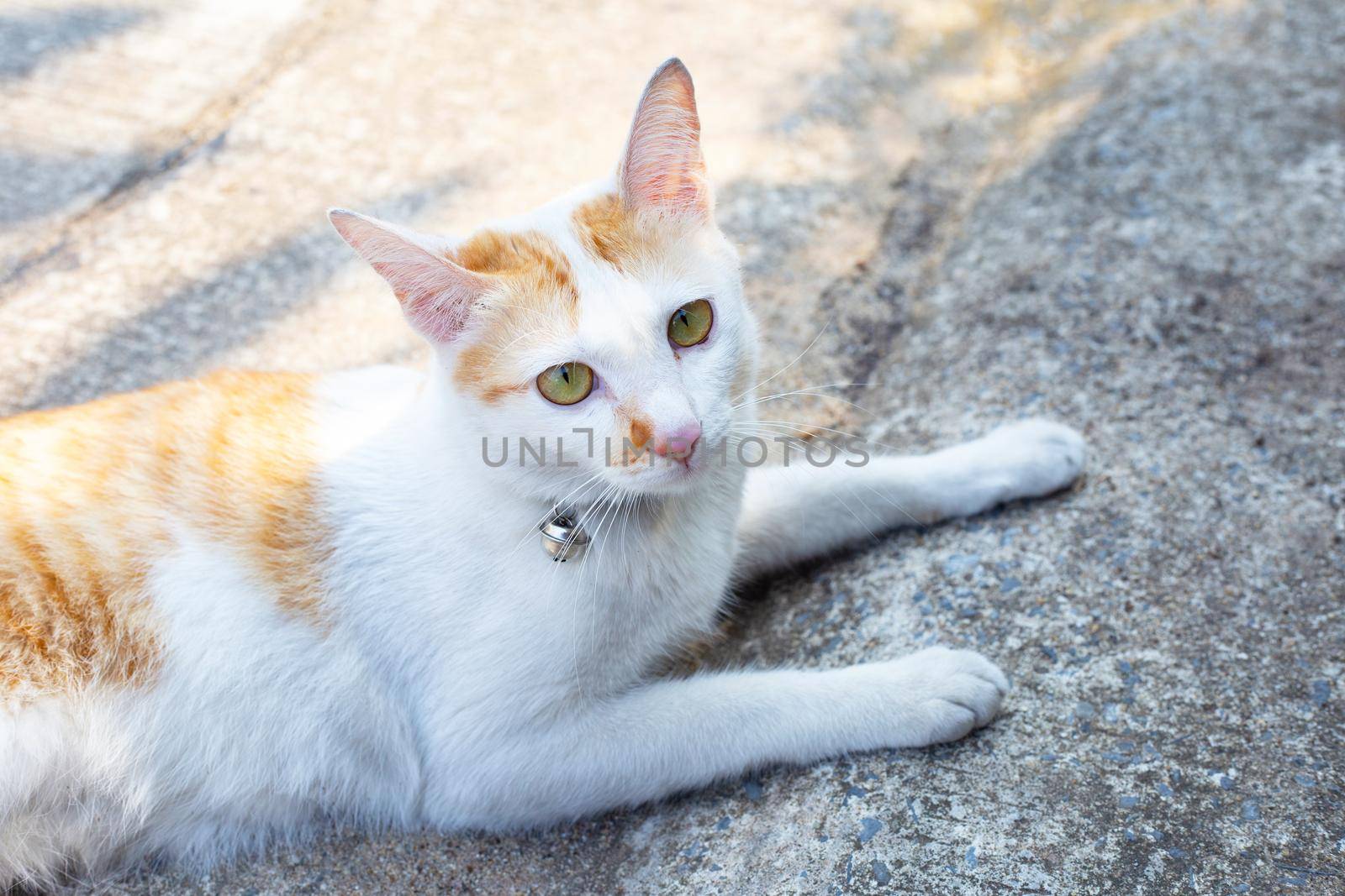 A white orange cat on cement floor by Bowonpat