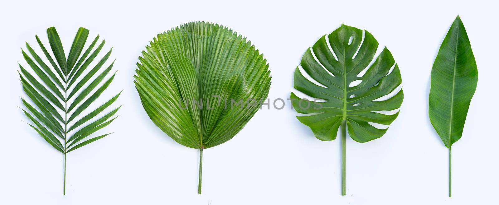 Tropical palm leaves with monstera plant leaves and  heliconia green leaves on white background. 