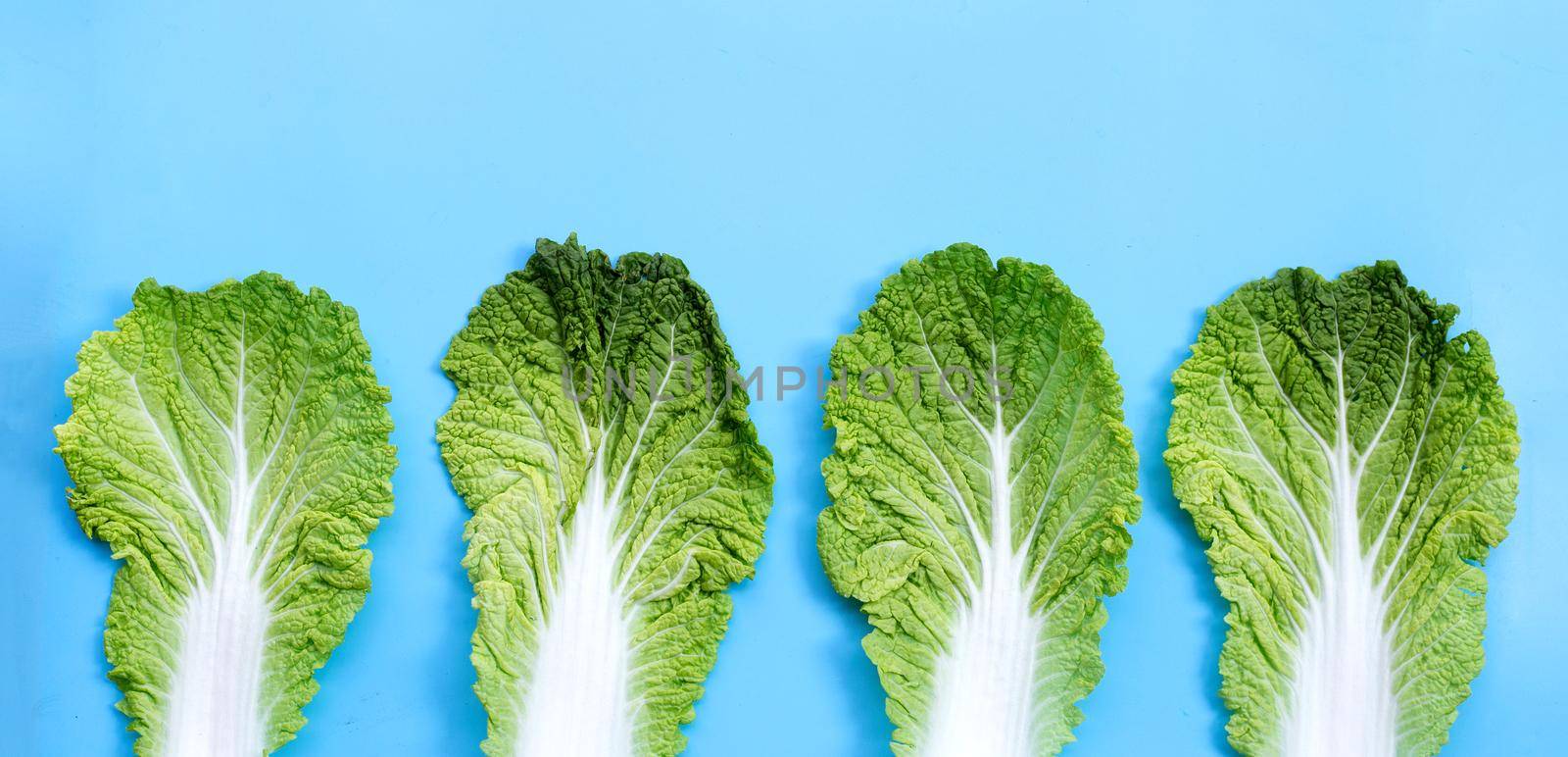 Chinese cabbage on blue background. Copy space by Bowonpat
