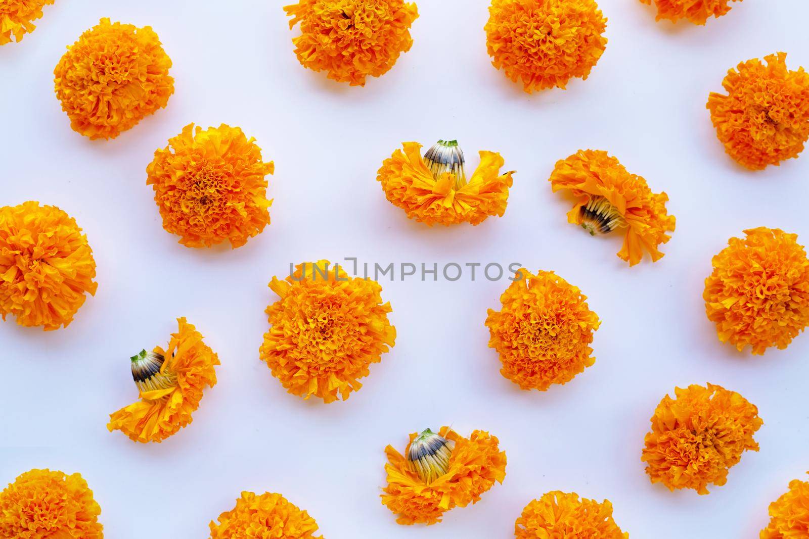 Marigold flower on white background. by Bowonpat