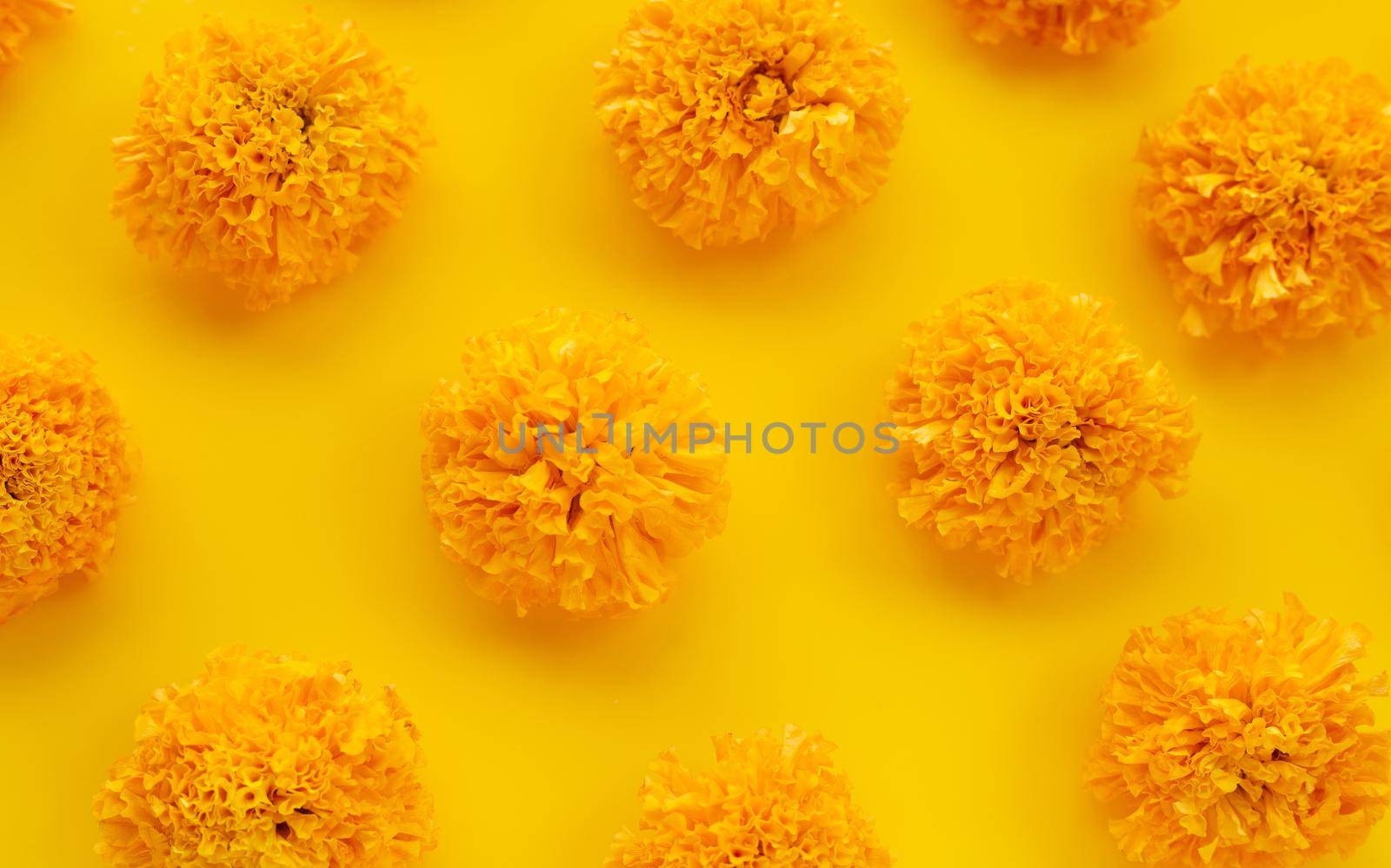 Marigold flower on yellow background.