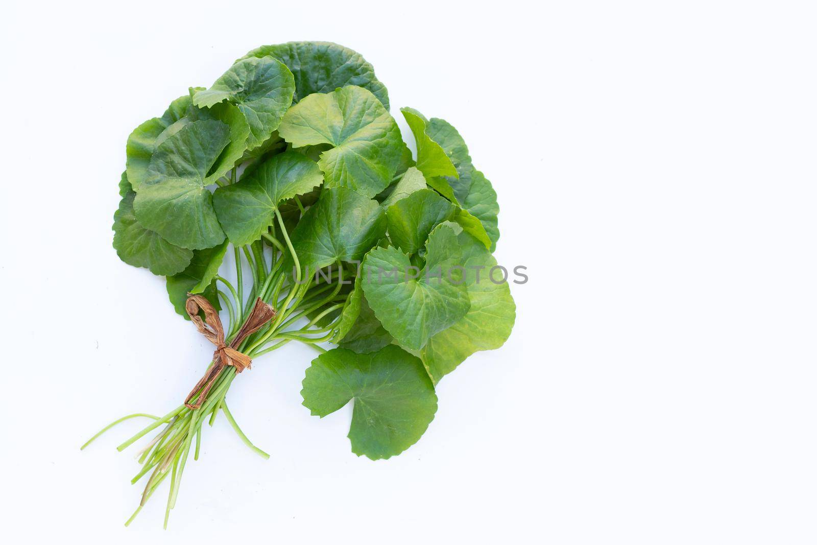 Gotu kola, Asiatic pennywort or Indian pennywort on white background. by Bowonpat