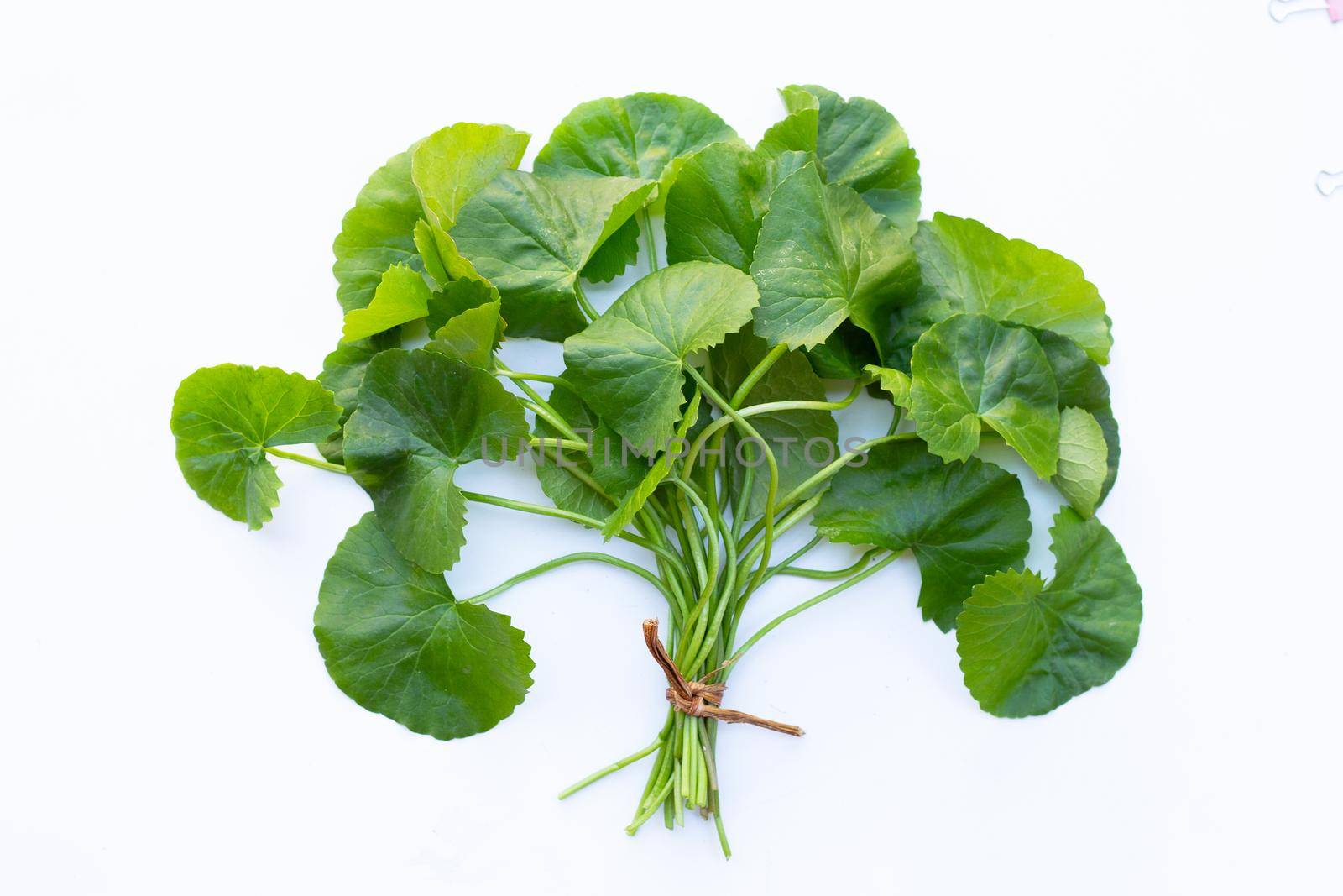 Gotu kola, Asiatic pennywort or Indian pennywort on white background. by Bowonpat