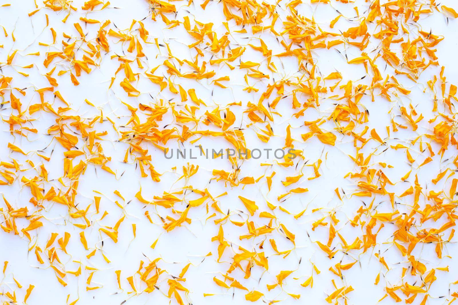 Petals of marigold flower on white background. by Bowonpat