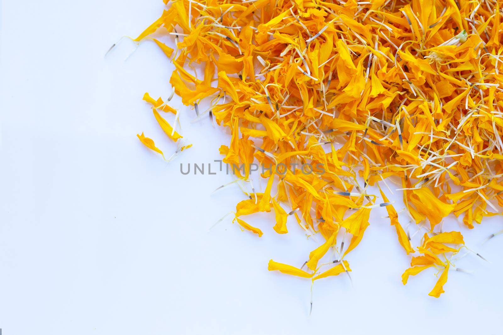 Petals of marigold flower on white background.